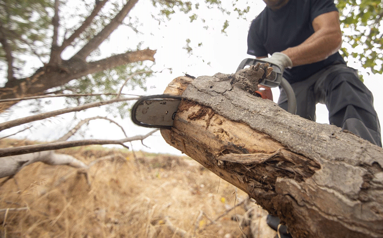 man cutting down tree